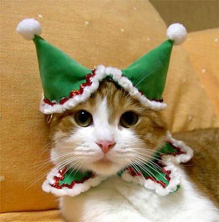 Что одеть в год кота Что одеть в год кота